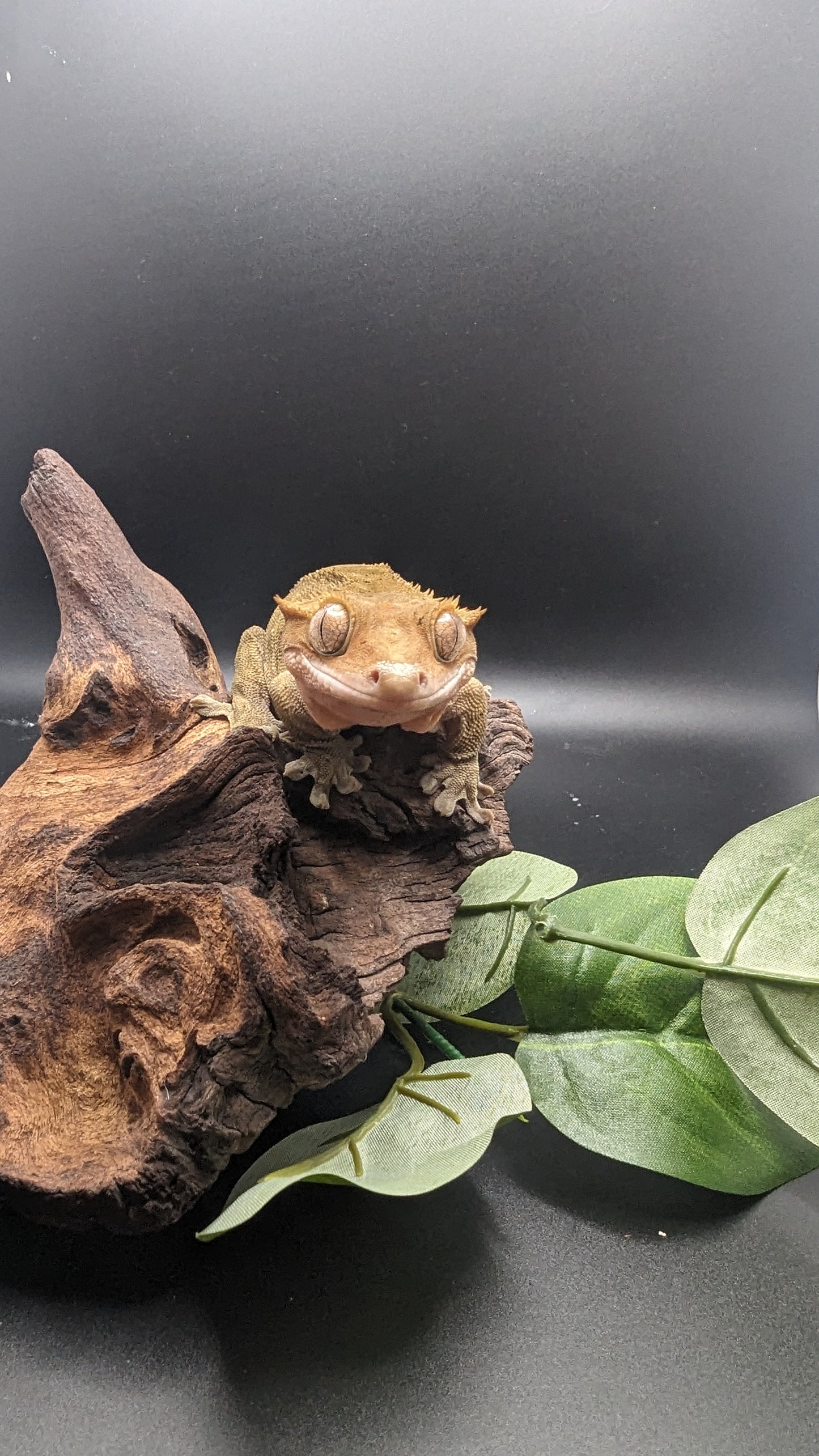 Adult Male Phantom/Dalmatian Crested Gecko