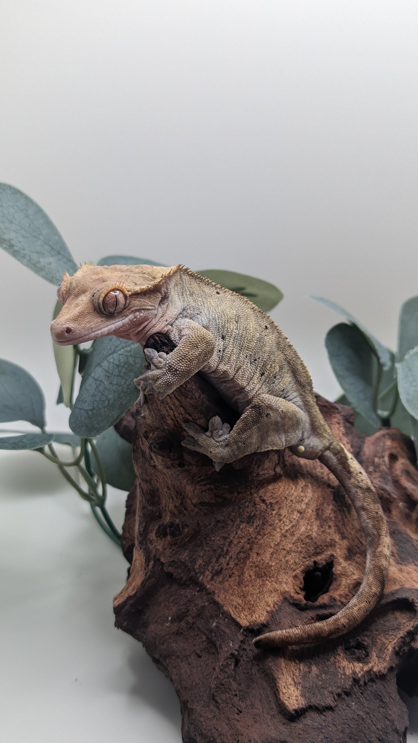Adult Male Phantom/Dalmatian Crested Gecko