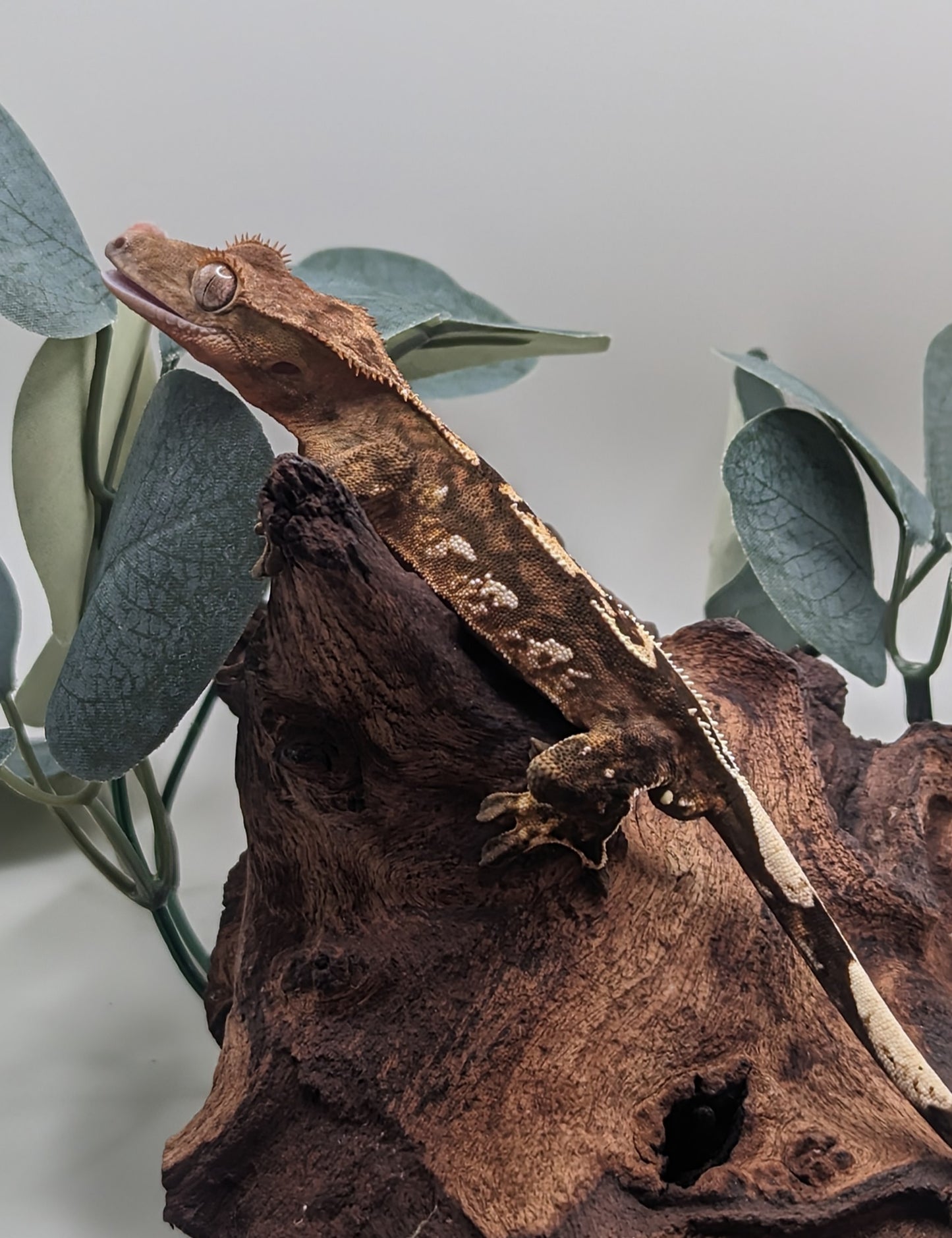 Juvenile Crested Gecko