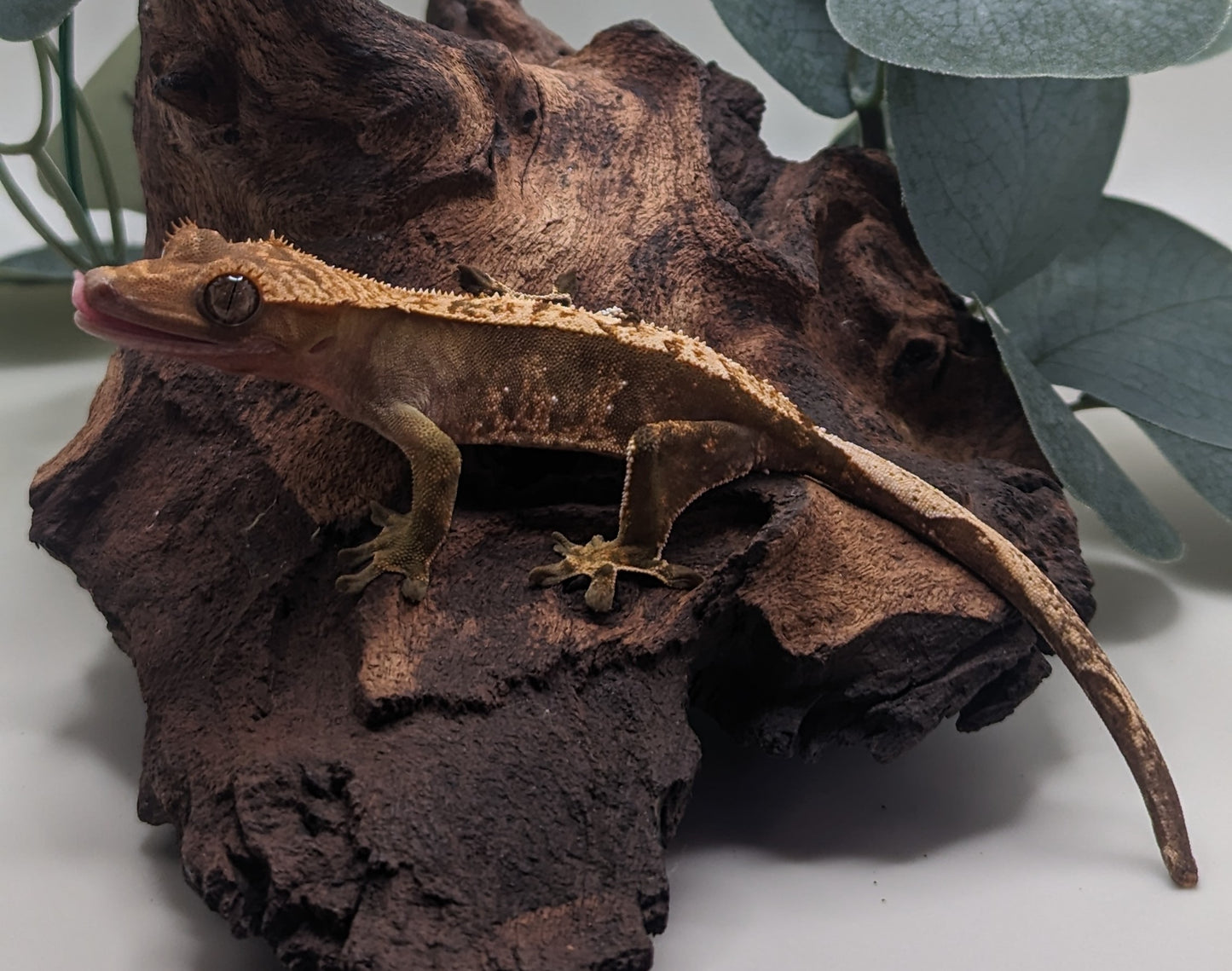 Juvenile Crested Gecko