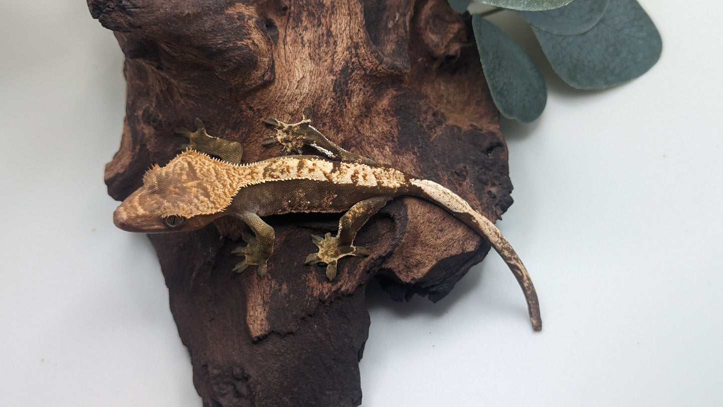Juvenile Crested Gecko