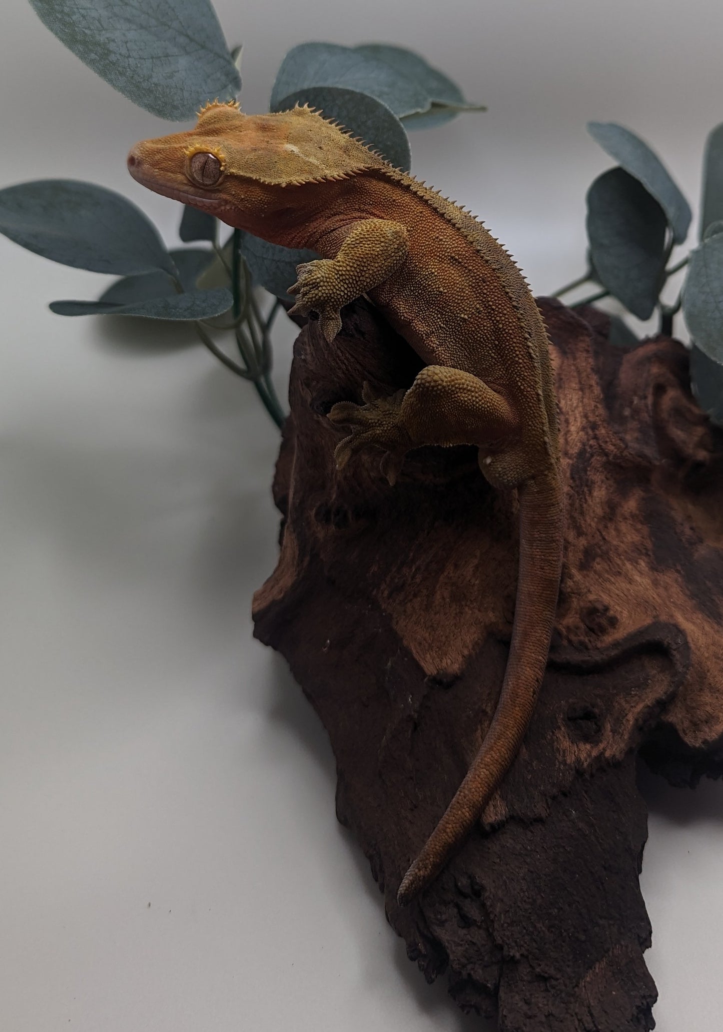 Adult Male Crested Gecko