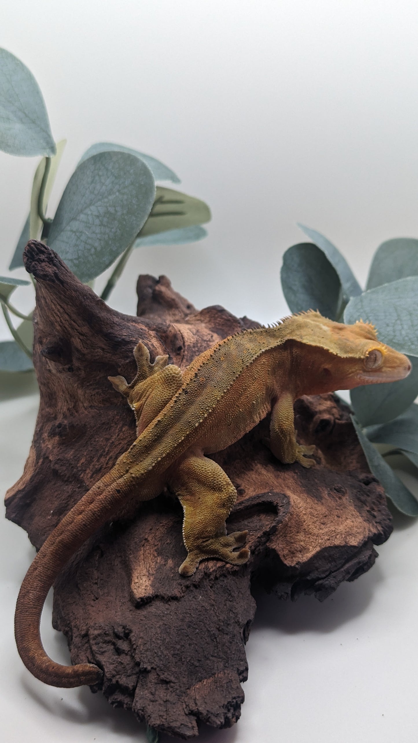 Adult Male Crested Gecko
