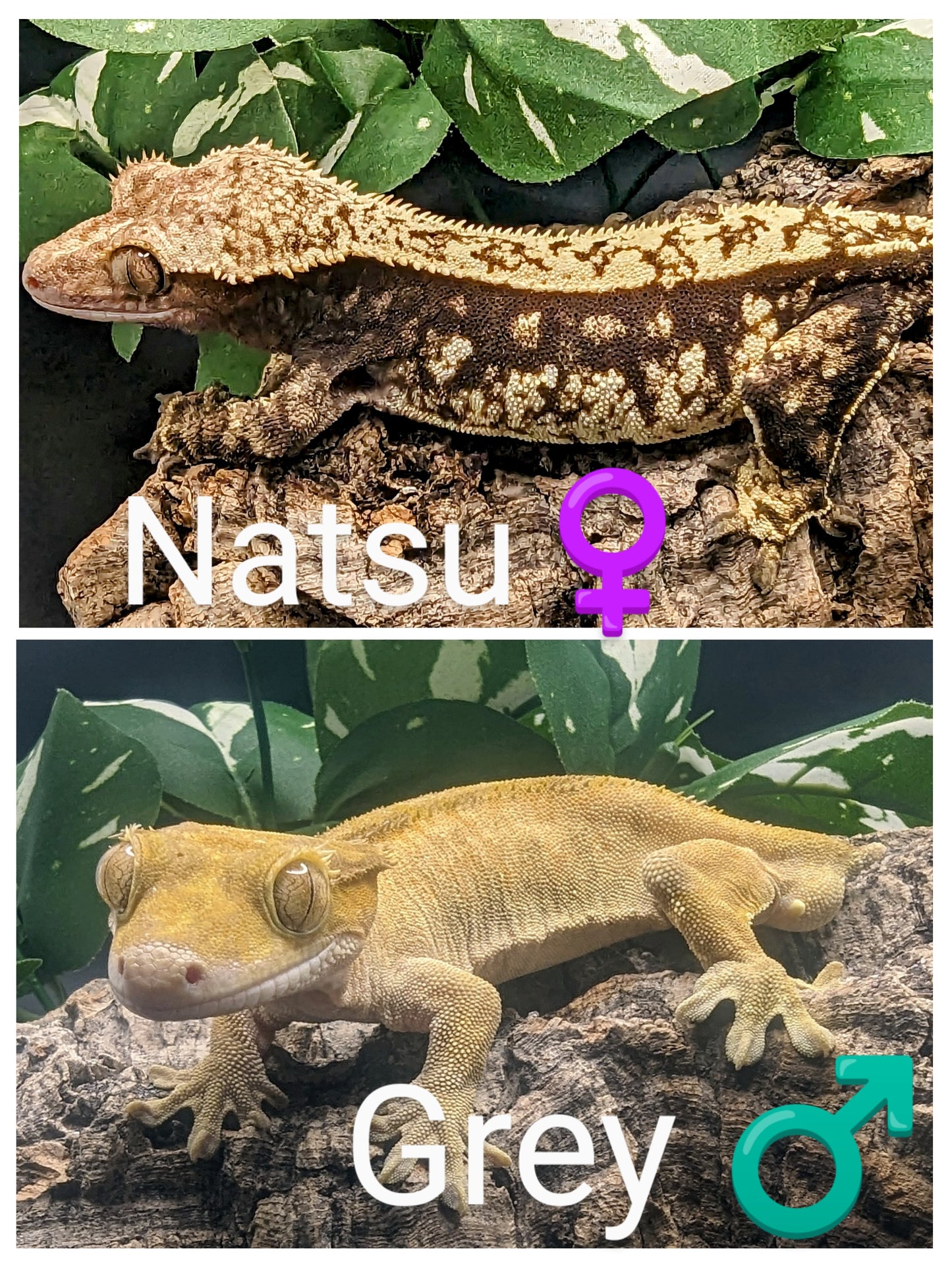 Juvenile Crested Gecko