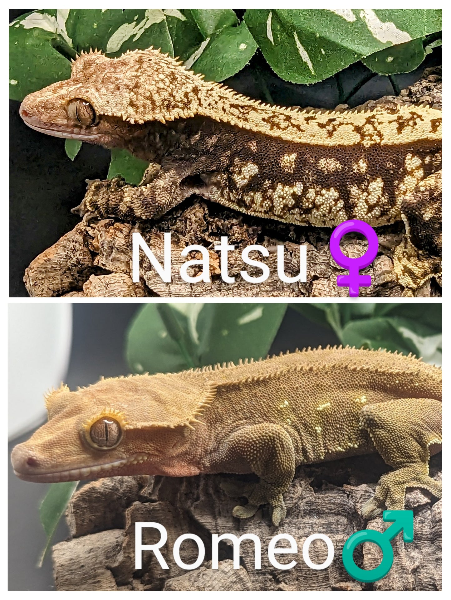 Juvenile Crested Gecko