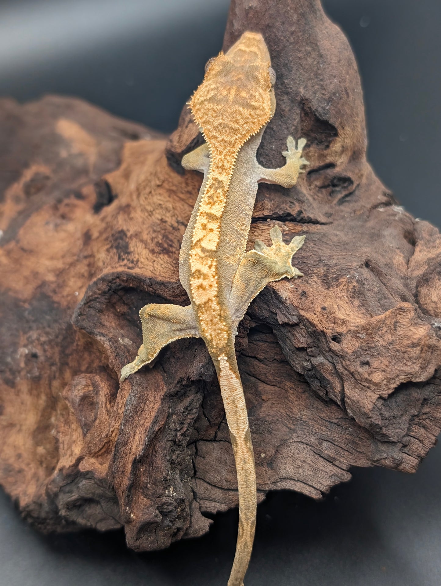 Juvenile Crested Gecko