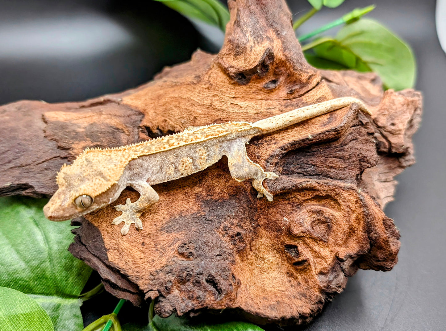 Probable Female Juvenile Brindle Crested Gecko