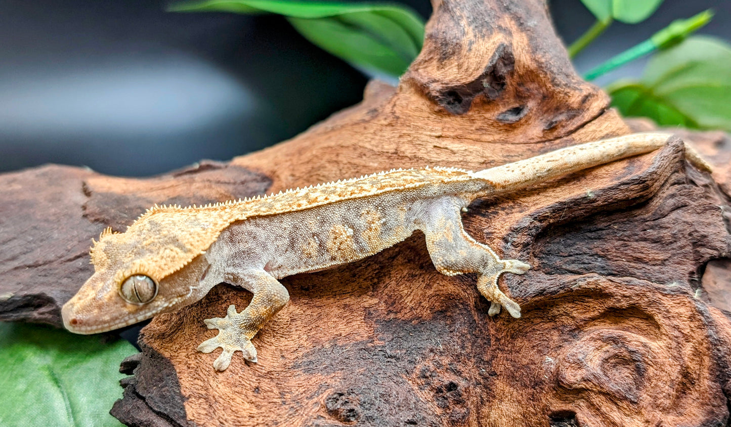 Probable Female Juvenile Brindle Crested Gecko