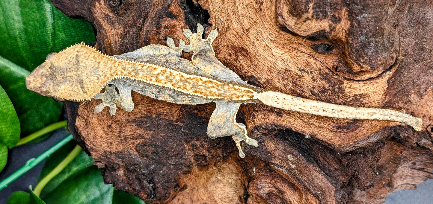 Probable Female Juvenile Brindle Crested Gecko