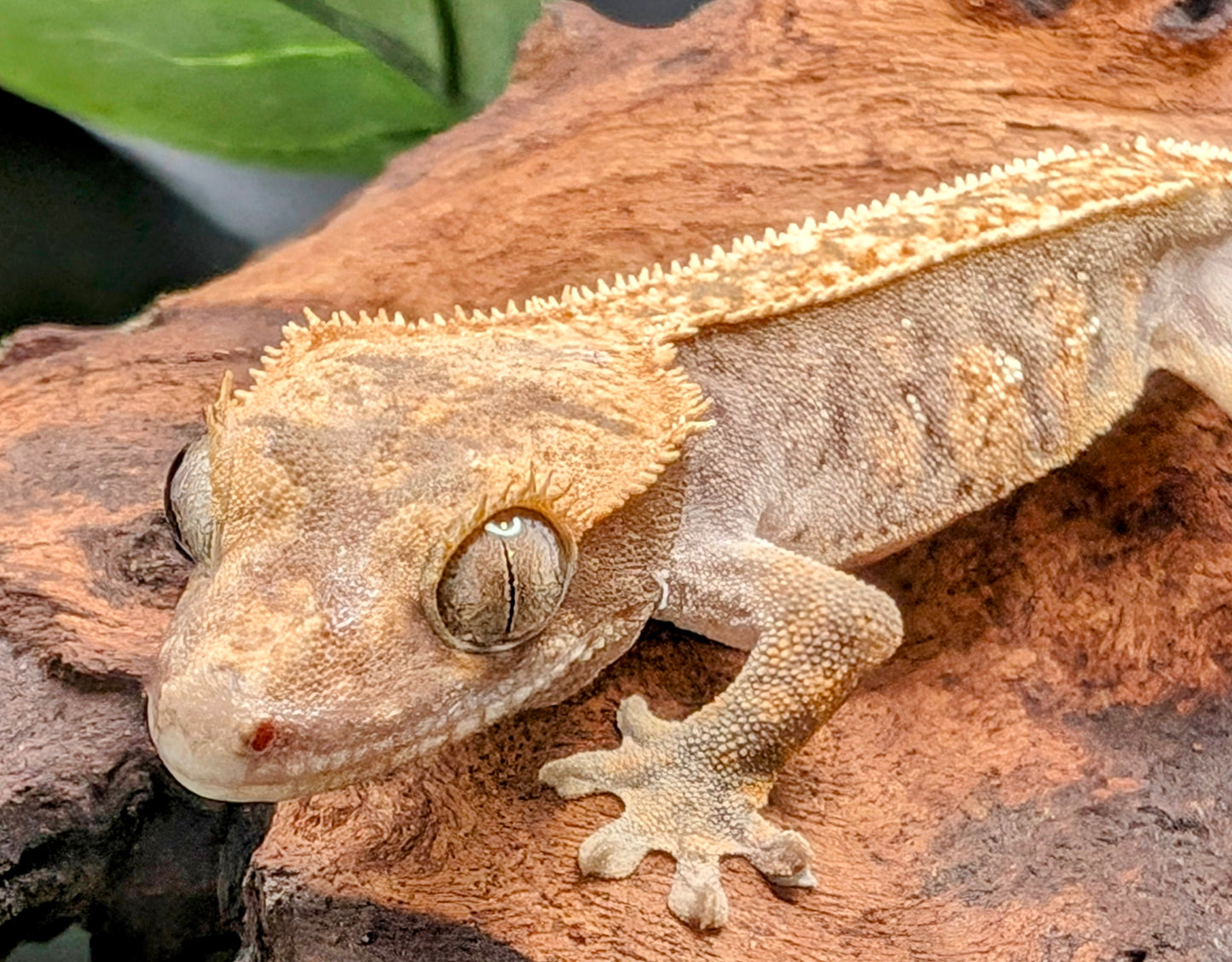 Probable Female Juvenile Brindle Crested Gecko