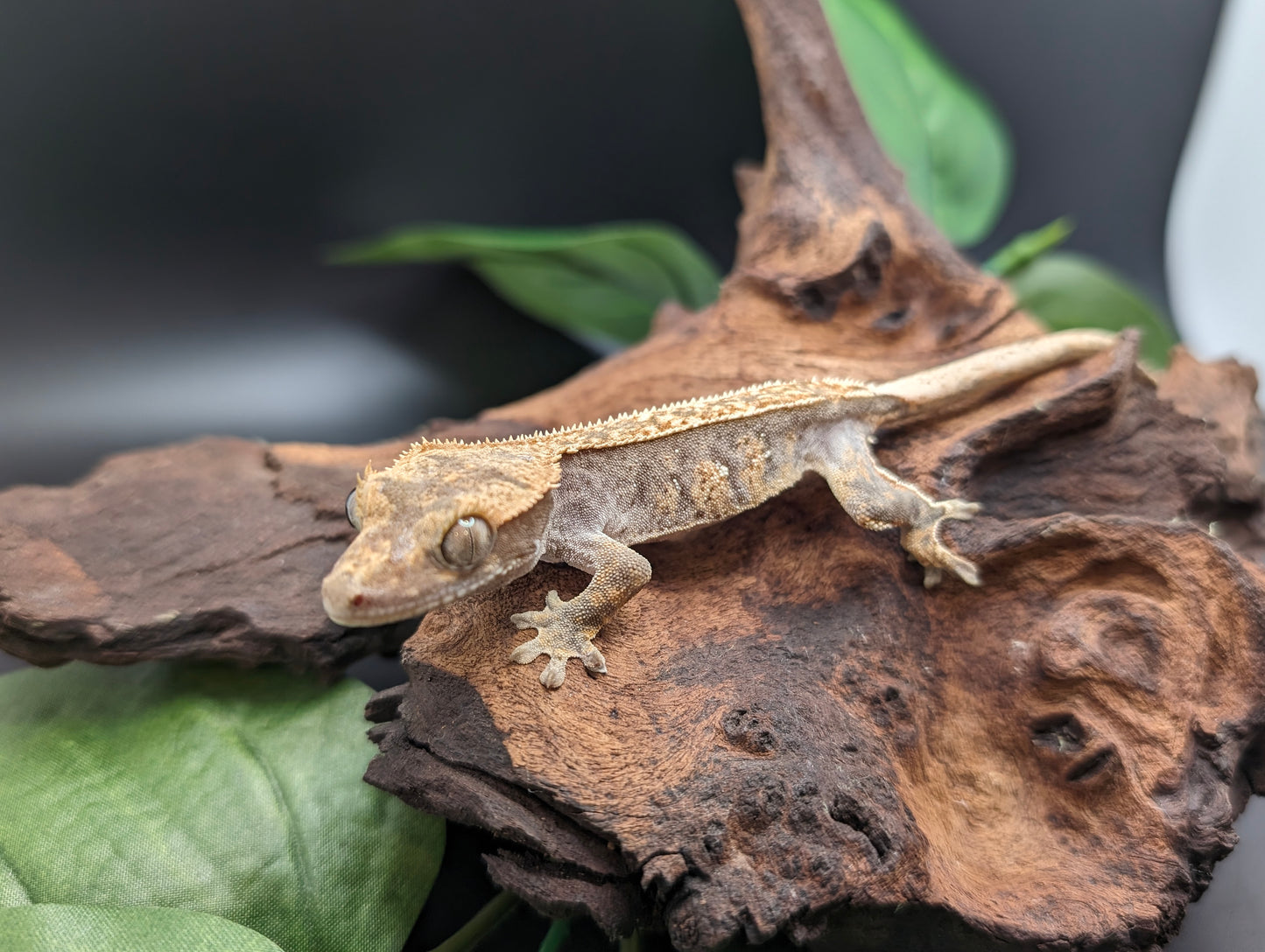 Probable Female Juvenile Brindle Crested Gecko