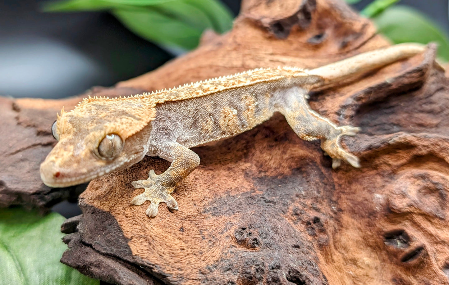 Probable Female Juvenile Brindle Crested Gecko