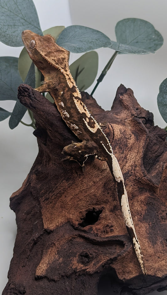 Juvenile Crested Gecko