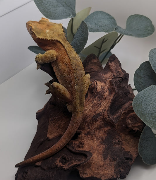 Adult Male Crested Gecko